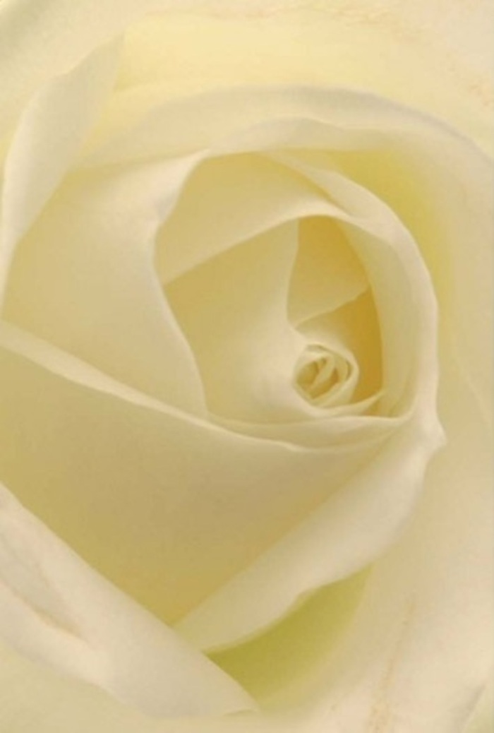 Captured through the lens of a Westminster florist's experienced eye, this close-up of a creamy-white rose glows with understated elegance. Each petal unfurls in perfect succession, moving from almost-sheer outer edges to a more concentrated cream at the bloom's centre, all bathed in gentle, natural light reminiscent of a morning stroll through St James's Park. The velvety textures and patiently spiraled form speak to the careful craftsmanship and attention to detail found in florists just steps from Parliament Square. Subtle shadows thread their way through the flower's core, adding depth and a hint of mystery to the composition. This rose, both classic and quietly resilient, suits every meaningful occasion-from heartfelt apologies to romantic gestures, or as a tranquil centrepiece for an elegant Westminster reception. The faint, soothing fragrance that seems to emanate from its petals would be right at home on a window ledge overlooking Abingdon Street. With each arrangement delivered across Westminster, local expertise ensures that every bouquet reflects not just aesthetic beauty, but the emotional resonance and cultural richness of this distinguished area.